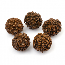 Koraliki Naturalne Drewniane, Niebarwiony, Rudraksha, Brązowy, 16-20x18-21mm, 5szt (13WB12813)