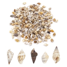 Muszle Morskie, Bez Otworu, Beżowy, 7~12x3~7x3~7mm, około 380szt/50g (14WB5982)