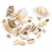 Koraliki Muszle Morskie Malowane, Beżowy 16-45x8-27x8-27mm, 30szt/50g (14WB6184)