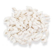 Koraliki Muszle Morskie, Malowane, Biały, 17-31x10-15x8-11mm, około 75szt / 50g (13WB14008)