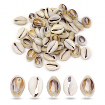 Muszle Morskie Bez Otworu, Beżowy, 17~20x10~12x5~6mm, około 45szt/50g (13WB14029)