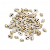 Zawieszki Wisiorki Naturalne Morskie Muszle Kauri, 13-16x10-11mm, 70szt/50g (13WB27740)