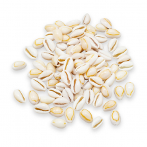 Muszelki Morskie Kauri do Rękodzieła, Beżowe, 12-17x8-11x6-9mm, bez Otworu, 50g~100szt (13WB27767)